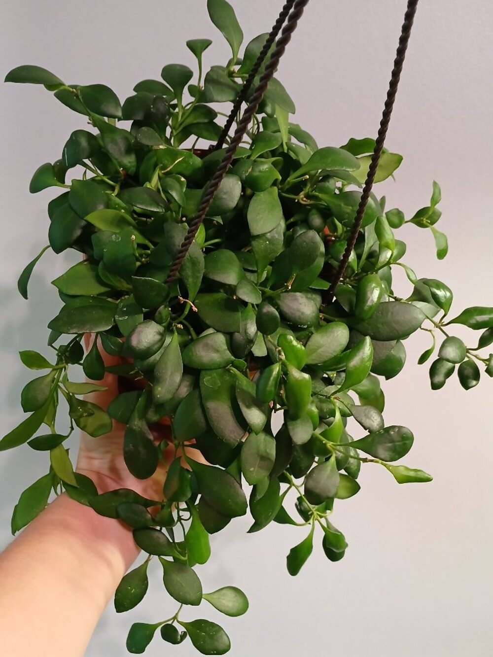 Hoya Heuschkeliana
